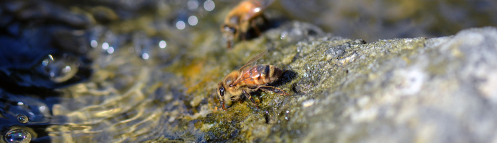 Horseshoe Point Honey