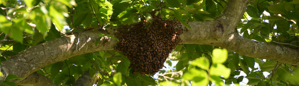 Horseshoe Point Honey