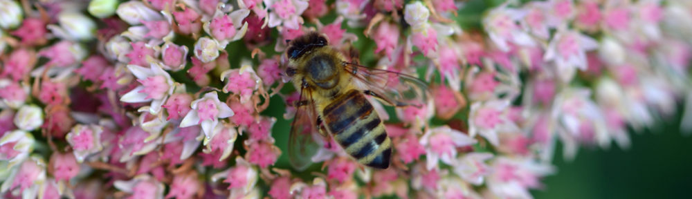 Horseshoe Point Honey